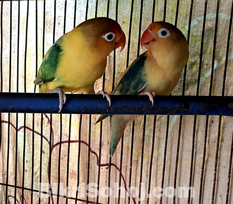 Lovebirds For Sale